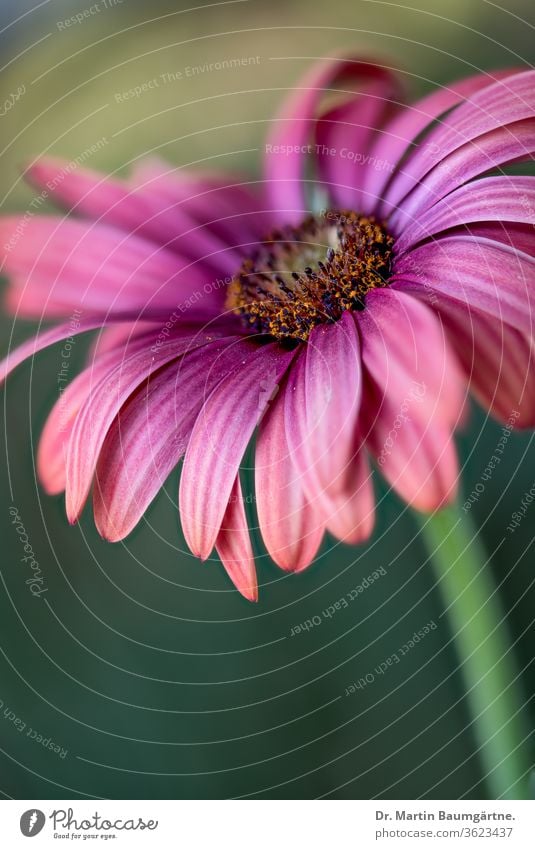 Osteospermum aus Sizilien, das dem Anbau entgangen ist dimorphotheca ecklonis Kap Marguerite Van Stadens Flussgänseblümchen Sonntags Flussgänseblümchen