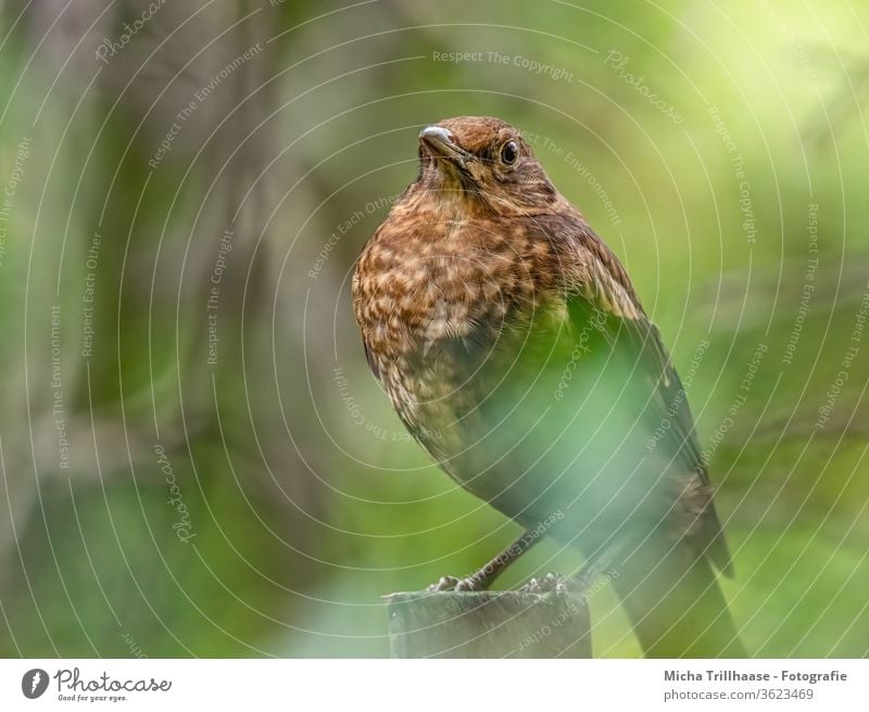 Junge Amsel im Sonnenschein Turdus merula Vogel Tiergesicht Auge Schnabel Kopf Feder Flügel Tierporträt Wildtier Natur Sonnenlicht Licht gefiedert sitzen Baum