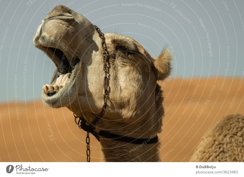 Langweilig... gähnendes Dromedar in der omanischen Wüste. Oman Reisen müde langweilig Sand Kamel Ferien & Urlaub & Reisen Tier Außenaufnahme Natur heiß