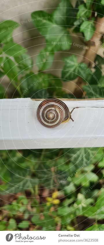 Gartenbänderschnecke von oben fotografiert. So langsam mal schauen, was draußen so passiert Schnecke Schneckenhaus Tier Fühler krabbeln schleimig Nahaufnahme