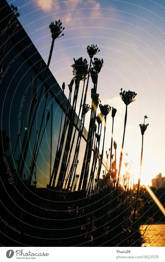 schwarze, dunkle Silhouetten von Blumen, die bei Sonnenuntergang in den Himmel schauen Pflanze Sonnenlicht Natur blau Blüte Feld Landschaft Hintergrund Licht