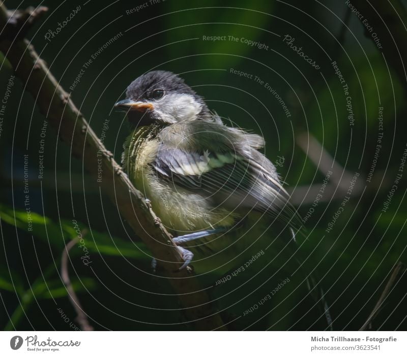 Junge Kohlmeise im Abendlicht Parus major Meisen Küken Tierjunges Tiergesicht Vogel Auge Schnabel Flügel Feder Wildtier Zweige u. Äste Baum Blatt Schönes Wetter