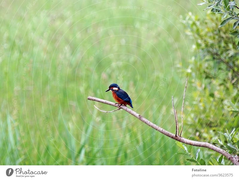 Ein kleiner Eisvogel sitzt auf einem abgestorbenen Ast und hält nach seinem nächsten Fischlein Ausschau Vogel Eisvögel Tier Außenaufnahme Farbfoto 1 Wildtier