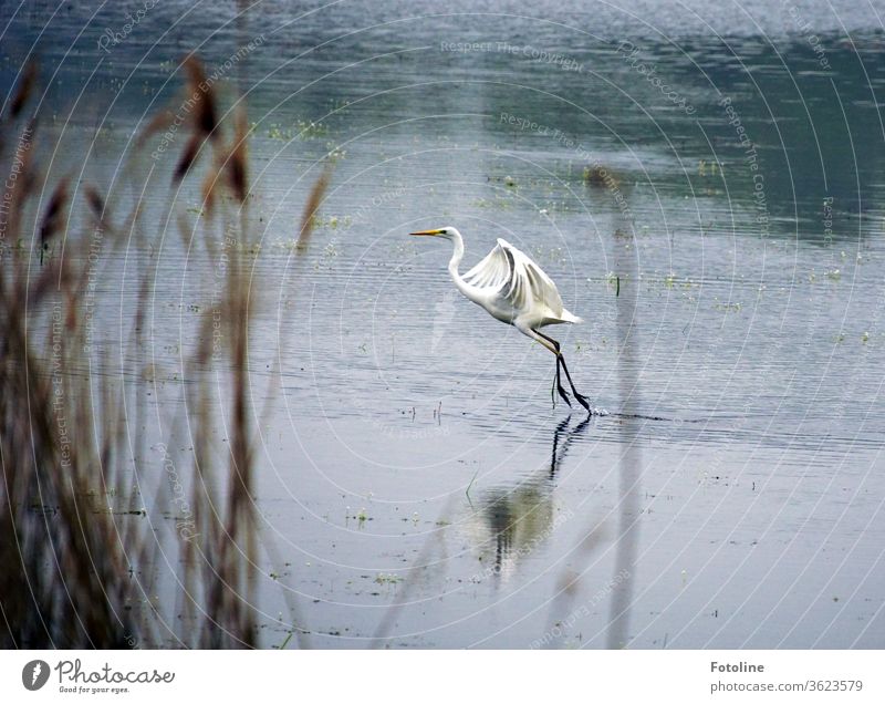 Tanz auf dem See - oder ein Silberreiher, der losfliegt um besser Fische fangen zu können. Reiher Vogel Tier Natur Farbfoto Außenaufnahme Menschenleer Tag