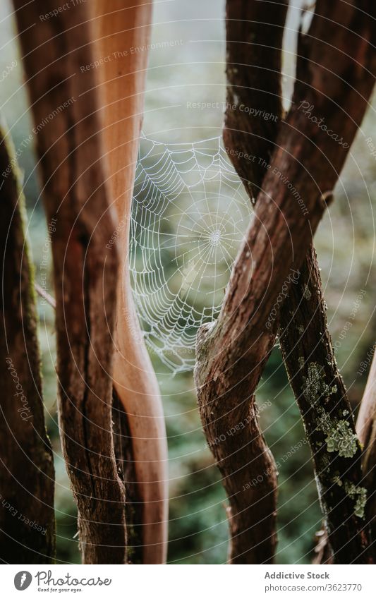 Spinnennetz im Wald an bedecktem Tag Netz Baum Muster Natur wolkig Wälder Pflanze Ast biscay Spanien Umwelt Flora Kofferraum Zweig Landschaft Wachstum Botanik