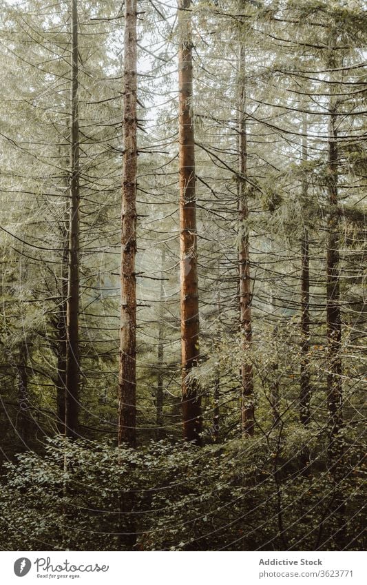 Wald mit Bäumen und Pflanzen bei bewölktem Tag Baum Morgen Wälder Nebel Natur Landschaft ruhig Mysterium biscay Baskenland Spanien Wurmfarn Windstille