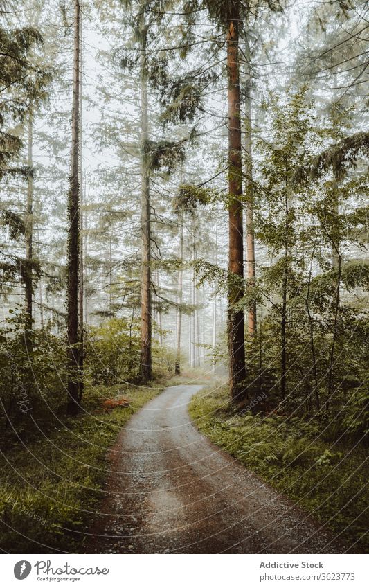 Schmale Straße im grünen Wald Weg Landschaft Wälder nadelhaltig trist Natur biscay Baskenland Spanien Immergrün Baum malerisch Mysterium Waldgebiet ruhig Umwelt