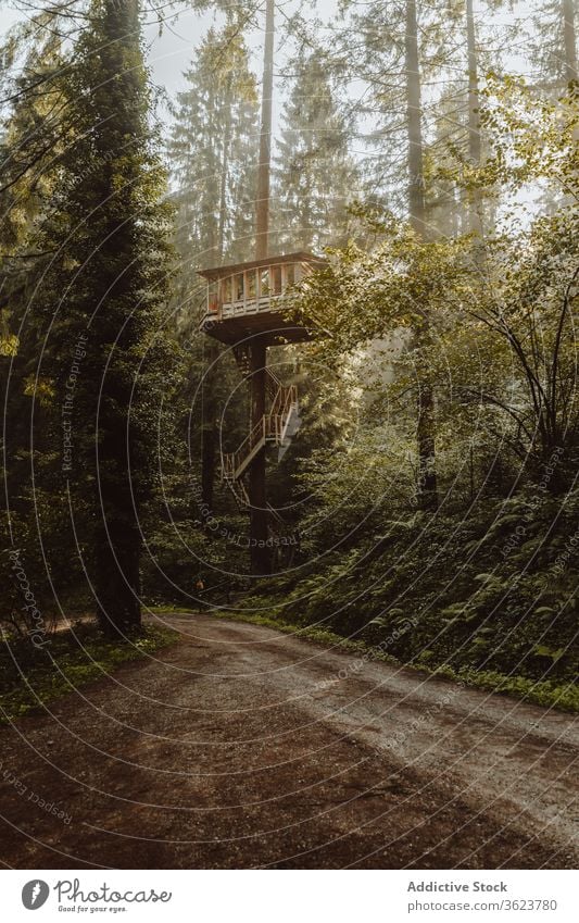 Großes Baumhaus im Wald hölzern Haus Landschaft Gebäude Harmonie natürlich spektakulär biscay Baskenland Spanien riesig Kiefer Umwelt malerisch verweilen