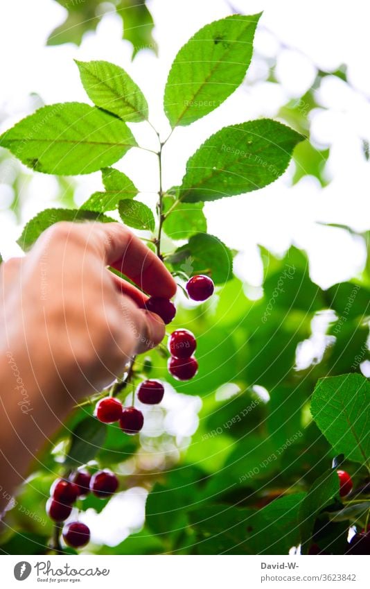 reife Kirschen werden vom Baum gepflückt kirschen pflücken hand Kirschenrot gesund Vitamine vitaminreich lecker saftig frisch ernten Ernte selbstversorger