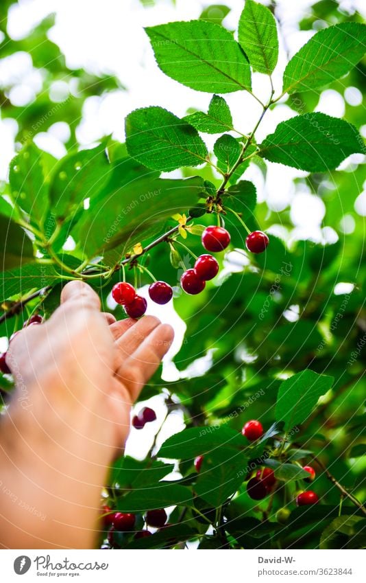 Kirschen pflücken - Hand pflückt eine reife Kirsche vom Kirschbaum kirschen hand Kirschenrot gesund Vitamine vitaminreich lecker saftig frisch ernten Ernte