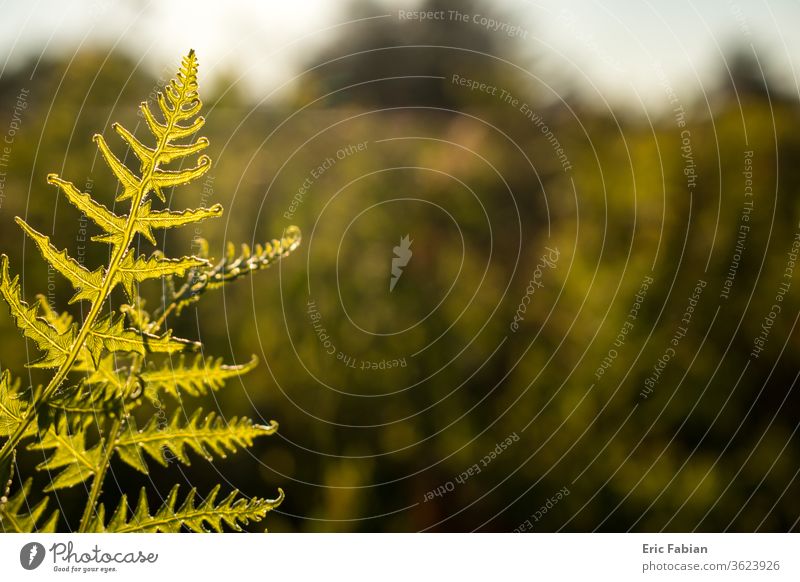 Goldener hinterleuchteter Farn mit verschwommenem Hintergrund Strahl Windstille wolkig farbenfroh Morgendämmerung Abenddämmerung Feld Nebel gold golden Gras