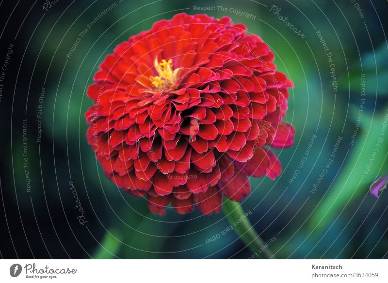 Eine rote Zinnienblüte vor grünem Hintergrund. Korbblütler Blume Blüte Asteraceae Gartenblume Zierpflanze blühen Sommer leuchtend Farben Blütenblätter Flora