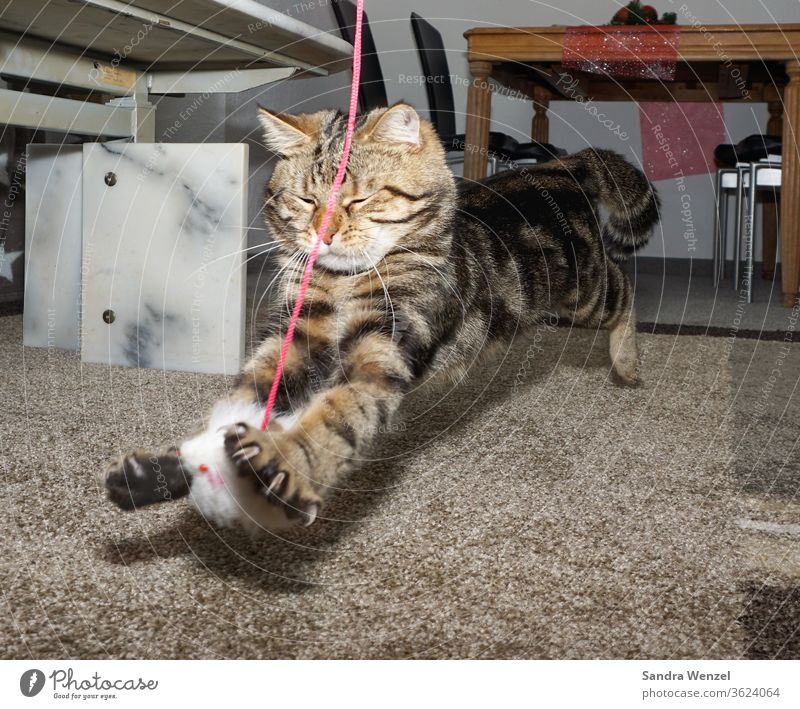 Kater Felix beim Spielen Katze Katzer Springen Tiere Beschäftigung Katzen Tiger getigert Spaß Tierhaltung Katzenhaltung Fell Freund flauschig