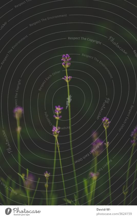 Lavendel - einer sticht heraus Blumen Pflanze Blüte violett Duft Sommer Natur grün Farbfoto dunkel größe wachstum unterschiedlich klein und groß der größte