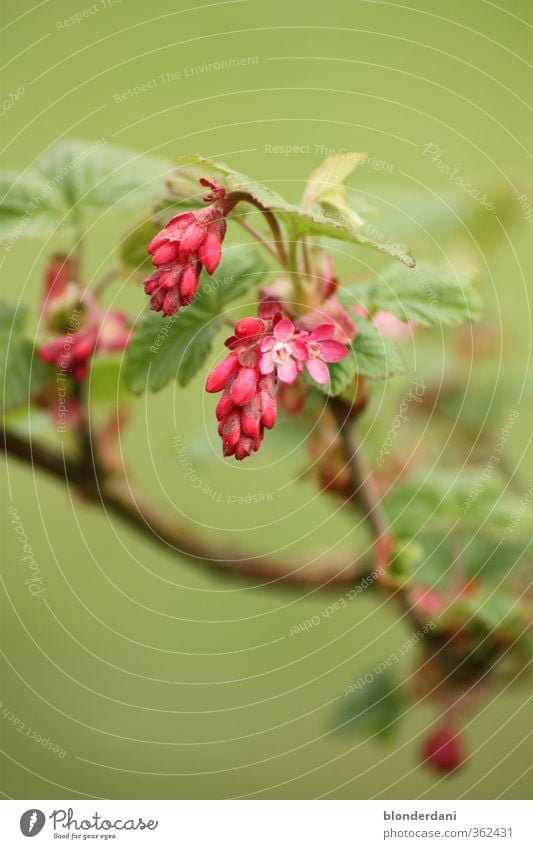 Plume Sommer Blume Sträucher Blatt Blüte Grünpflanze Wildpflanze schlafen verblüht grün rosa rot verschlafen schön Zweig Farbfoto Textfreiraum oben