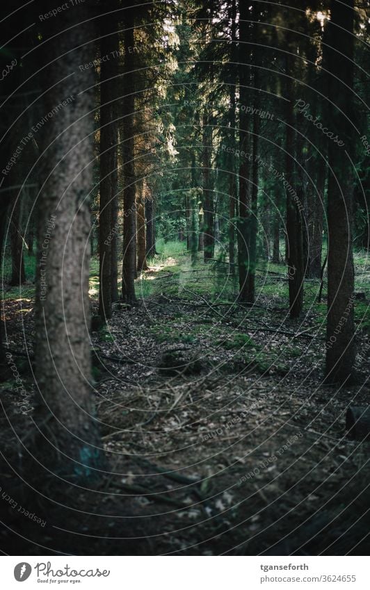 Im Wald geordnet Forstwirtschaft Forstwald Baum Farbfoto Menschenleer Holz Baumstamm Landschaft Tag Pflanze nachhaltig Umwelt Außenaufnahme grün