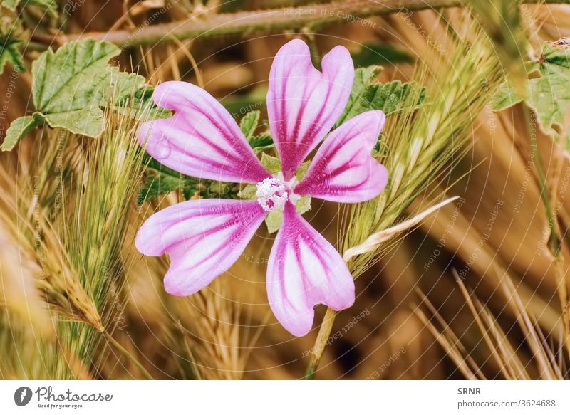 Blume unter dem Weizen Anthesis Blütezeit Überstrahlung aufblühen Blühend Getreidekörner Ökosystem Umwelt umgebungsbedingt Flora geblümt gedeihen Korn