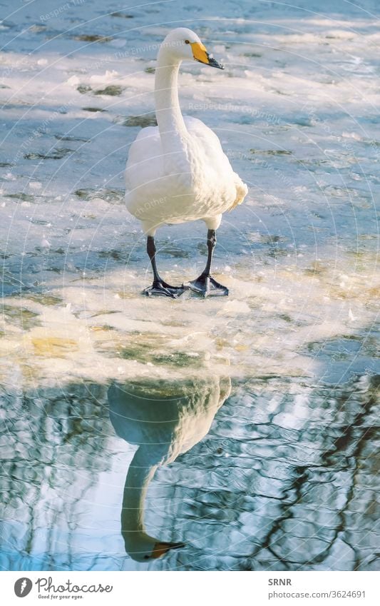 Schwan auf Eis Tier Vogel Vogelwelt Schnabel Rechnung Kolben Cob-Swan kalt Fauna gefiedert federleicht Frost frostig gefroren Winterschlaf eisbedeckt gehockt