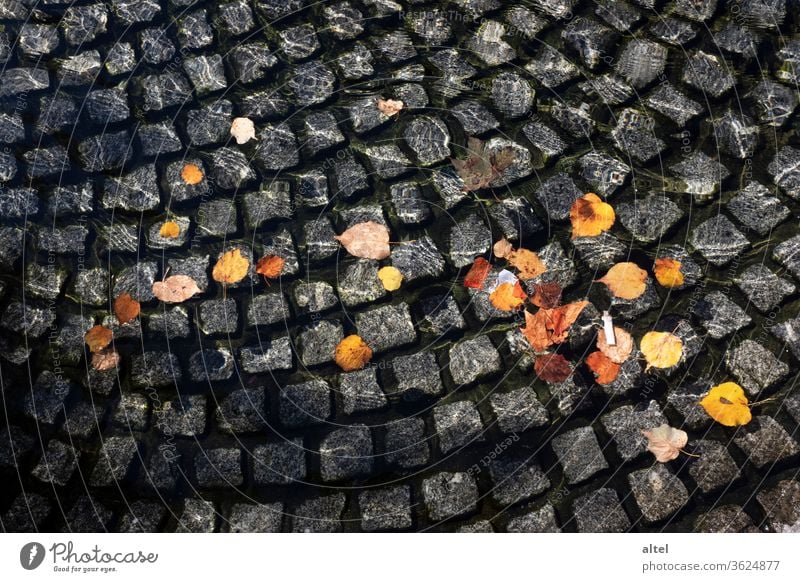 Herbstzeit Laub Brunnen Zigarettenkippe goldener herbst Sonnenschein Müll Blätter Spiegelung Wasser Herbstlaub Licht Farbfoto Pflanze Außenaufnahme Park Natur