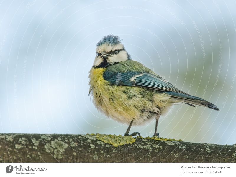 Blaumeise auf einem Ast Cyanistes caeruleus Vogel Meisen Tiergesicht Kopf Schnabel Auge Feder gefiedert Flügel Krallen Baum Zweige u. Äste Wildtier Natur