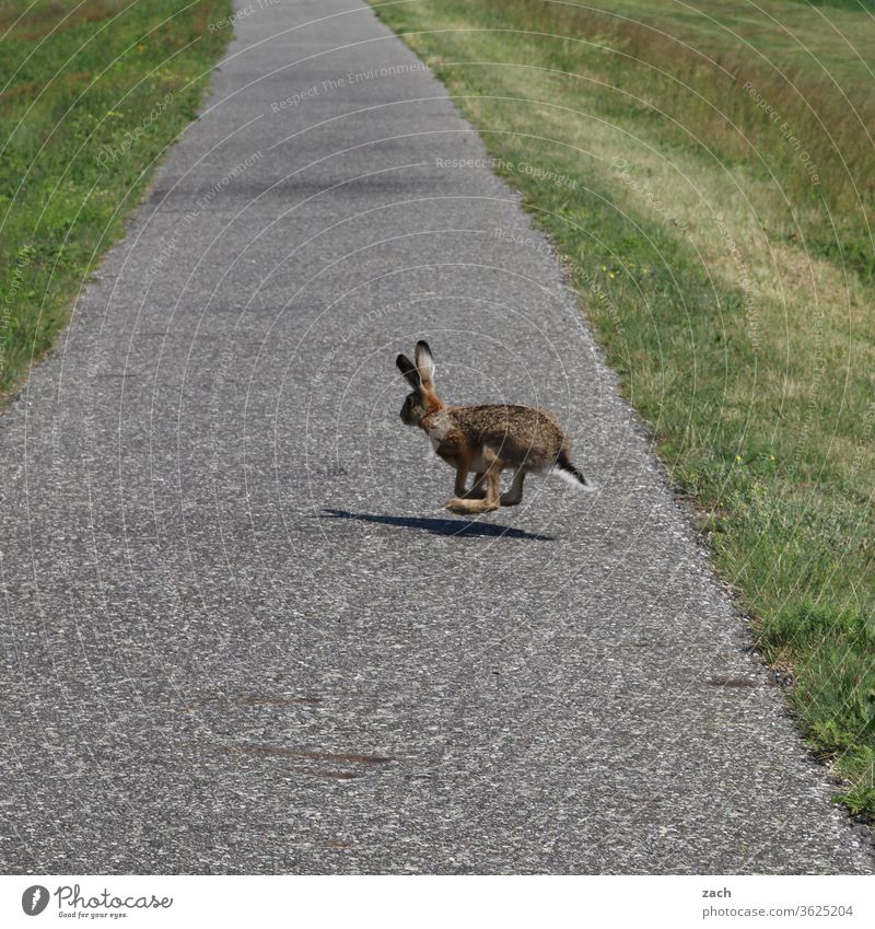 7 Tage durch Brandenburg - Tschüss-Hase Feld Ackerbau Landwirtschaft Kornfeld Sommer Natur Radweg Wege & Pfade Straße geradeaus Hase & Kaninchen Tier Flucht