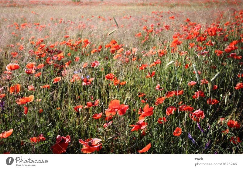 7 Tage durch Brandenburg - Rot sehen Feld Ackerbau Landwirtschaft Gerste Gerstenfeld Getreide Getreidefeld Weizen Weizenfeld gelb blau Himmel Wolken Kornfeld