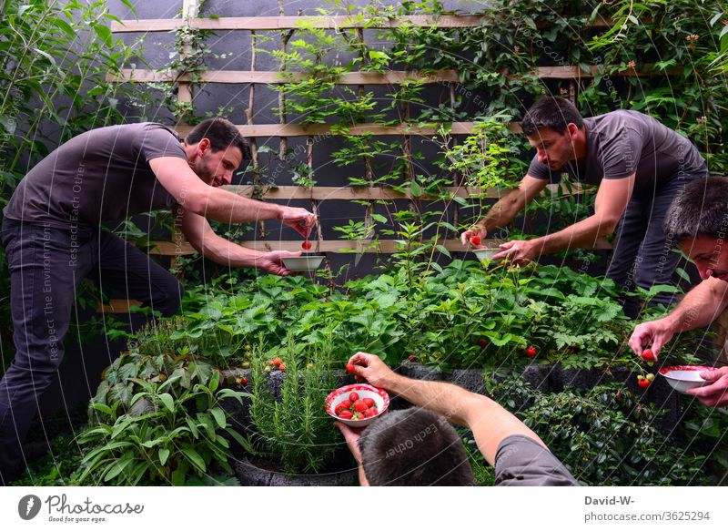 Erntezeit im Erdbeerbeet - Mann erntet Erdbeeren Erdbeerzeit Frucht Leckerbissen schön Beerenfrucht obstsorten ertrag ertragreich Sammler Sommertag sommerlich