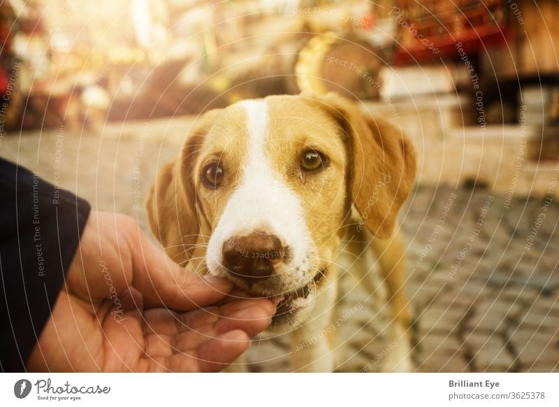 hungrigen Hund mit der Hand füttern außerhalb jung Natur schön modern Lifestyle Mann Tier schließen nach oben Haustier Therapie im Freien Hintergrund