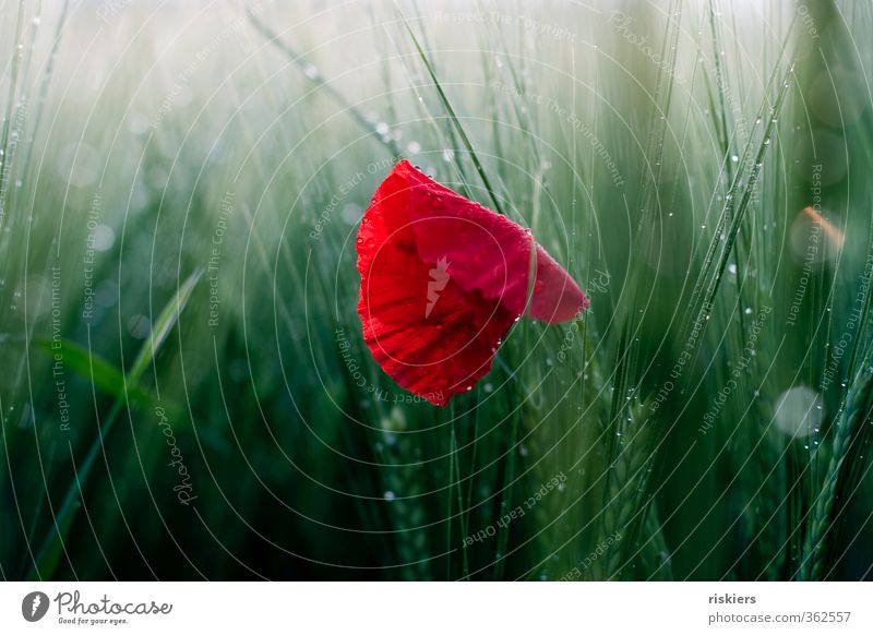 red passion ii Umwelt Natur Landschaft Pflanze Sonnenaufgang Sonnenuntergang Sonnenlicht Sommer Schönes Wetter Regen Blume Mohn Feld glänzend leuchten nass grün