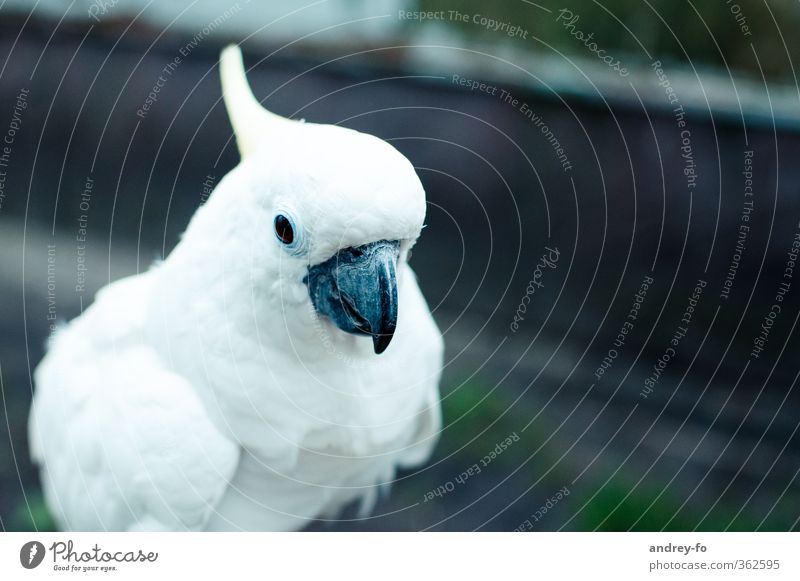 Papagei. Tier Vogel Zoo Papageienvogel Kakadu 1 weiß Bildung elegant exotisch Kreativität Natur Schnabel schick Sauberkeit Sprache Tierporträt klug schön Feder