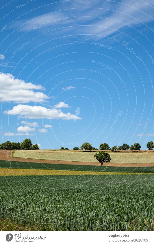 Landschaft mit Feldern in verschiedenen Farben (grün, gelb, braun) die einen bogenförmigen Verlauf haben. Zwischen den Feldern steht ein einzelnenr Baum. Weiter am Horizont noch mehr Bäume. Der Himmel ist blau. Es gibt einzelne Wolken.