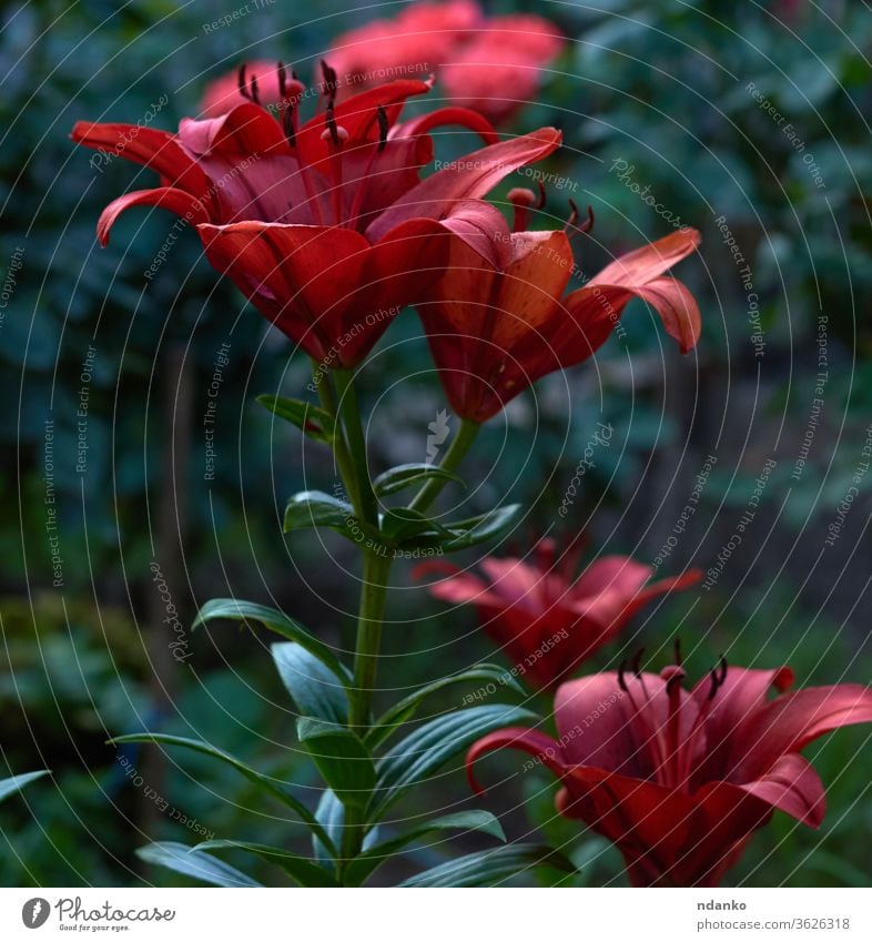 blühende rote Lilien mit grünen Stängeln und Blättern im Garten Natur Blume Pflanze Hintergrund Blüte Flora Staubfäden Botanik Blumenstrauß schön Nahaufnahme