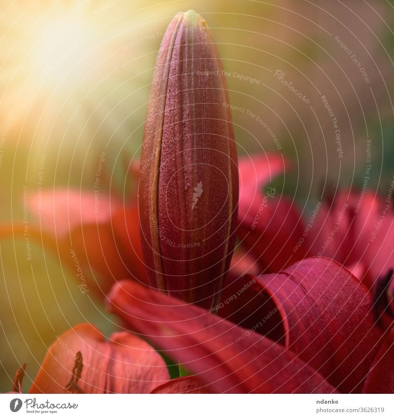 blühende rote Lilien mit grünen Stängeln und Blättern im Garten Natur Blume Pflanze Hintergrund Blüte Flora Staubfäden Botanik Blumenstrauß schön Nahaufnahme