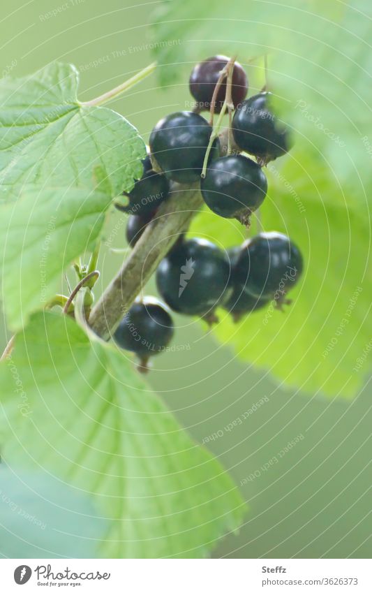 Johannisbeeren frisch und erntereif schwarze Johannisbeeren Beeren Johannisbeerstrauch Gartenfrüchte Gartenobst Cassis Saisonfrüchte Schwarze Ribisel Früchte