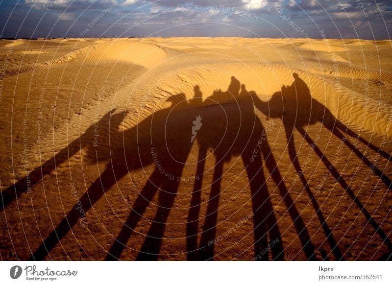 douze,tunesien,camel and people in the sahara's des des Sand Himmel Wolken Pfote braun gelb grau grün rot schwarz weiß gold Tunesien Sahara Camel wüst Düne