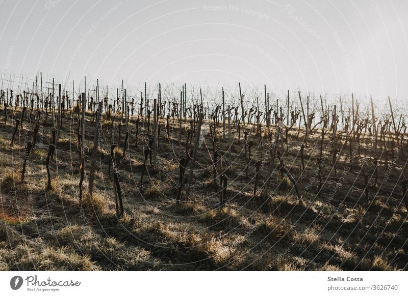 Weinberg im Winter Arbeiten im Weinberg Winzer bei der Arbeit Ökologisch Rebschnitt Natur Nahaufnahme Hand Detailaufnahme Jahreszeit Tag Herbst Nutzpflanze