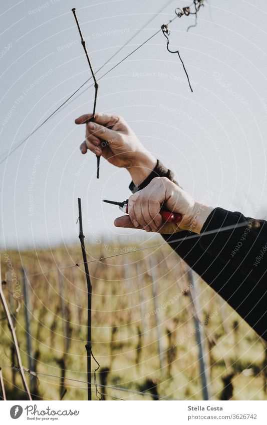 Rebschnitt im Weinberg im Winter Winzer Weinbau Weinanbau Außenaufnahme Weingut Farbfoto Landwirtschaft Nutzpflanze Herbst Tag Jahreszeit Natur Nahaufnahme Hand