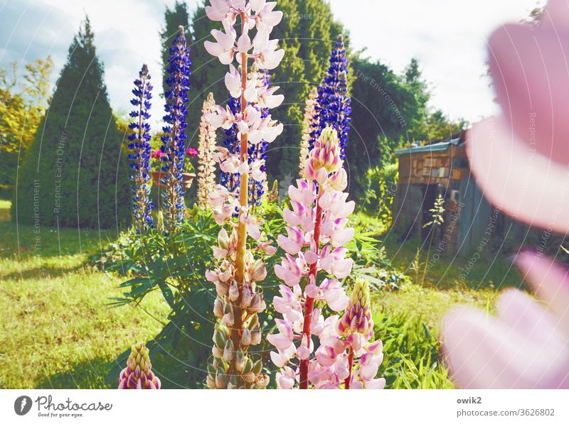 Um die Wette Außenaufnahme Natur Pflanze Blume Menschenleer Blühend Tag Blüte Umwelt Farbfoto Garten mehrfarbig Frühling grün Lupine Sonnenlicht Idylle