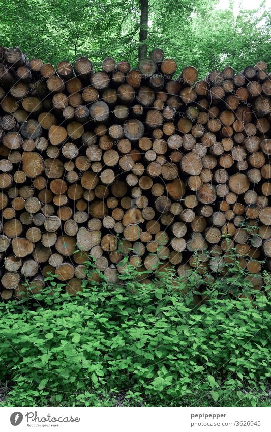 abgesägte Baumstämme im Wald baumstämme Natur Außenaufnahme Umwelt Farbfoto Landschaft Menschenleer Tag Pflanze Herbst Bäume Baumstamm Holz Brennholz Holzlager