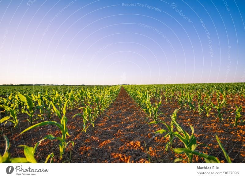 Ackerfläche mit jungem Mais Feld Natur Landschaft Reifezeit Stimmung Abenddämmerung schön Mitte orange Maisfeld Farbverlauf ruhig grün Pflanze Umwelt Wachstum