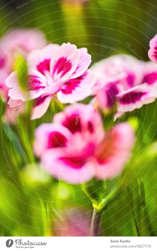 Nelken in Nahaufnahme wachsen auf einer Wiese nelken blumen rot blüten blühen frisch frühling sommer natur blumig grün garten blütenblatt pflanze rosa schönheit