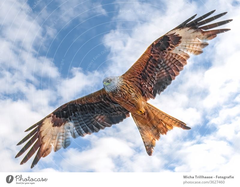 Rotmilan im Flug Roter Milan Milvus milvus Greifvogel Vogel im Flug Kopf Schnabel Auge Flügel Gefieder Federn Flügelspanne Flügelschlag Himmel Wolken Sonne