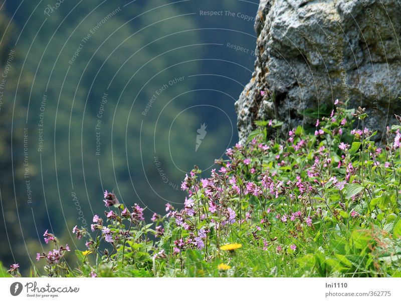 AST6 Inntal | Lichtnelken auf felsiger Bergwiese Umwelt Natur Landschaft Pflanze Sonnenlicht Frühling Schönes Wetter Blume Wiese Alpen Bewegung leuchten