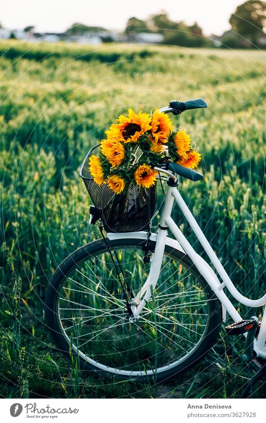 Oldtimer-Fahrrad mit Sonnenblumen Korb altehrwürdig stylisch Blumenstrauß Frau retro Rad romantisch weiblich England Großbritannien Europa außerhalb im Freien