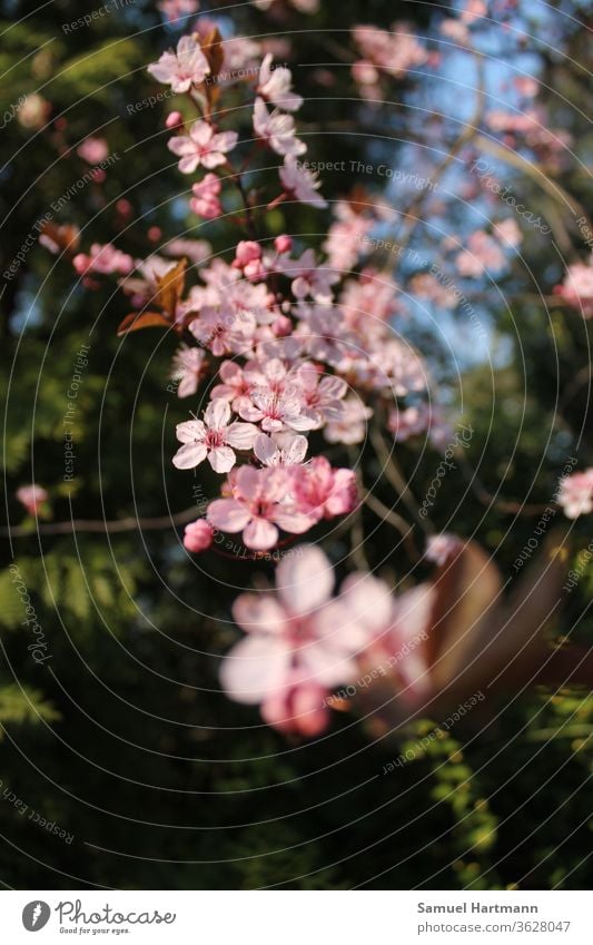 rosa Baumblüte im Frühling bluten Kirsche Kirschblüten Kirschbaum Natur Ast Zweig Blühend Pflanze Park Umwelt Schönes Wetter Frühlingsgefühle Garten natürlich