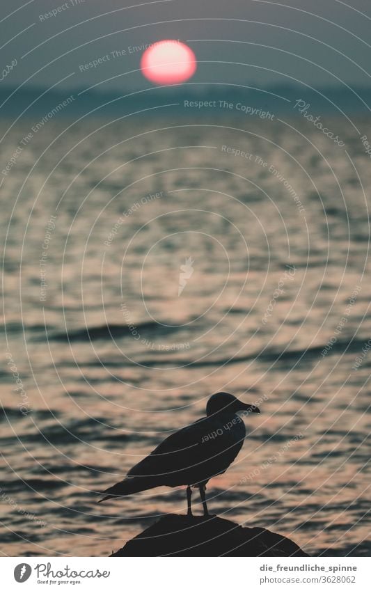 Möwe mit Sonnenuntergang Lübecker Bucht Meer Niendorf Ostsee Timmendorfer Strand Vogel Küste Wasser Himmel Wellen Ferien & Urlaub & Reisen blau See Sand fliegen