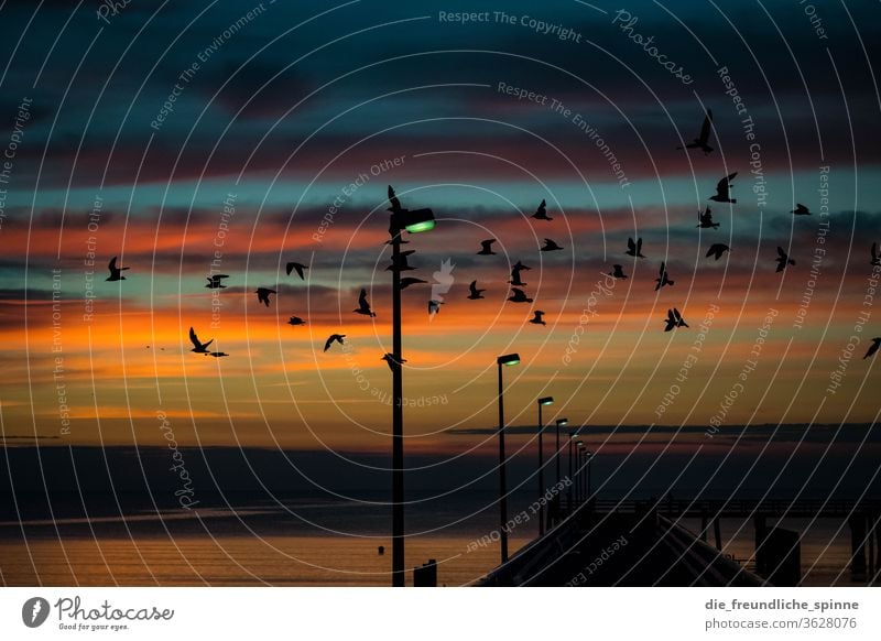 Die Vögel am Meer Ostsee Sonne Sonnenaufgang Timmendorfer Strand Sonnenuntergang Dämmerung Farbfoto Außenaufnahme Ferien & Urlaub & Reisen Wasser Horizont