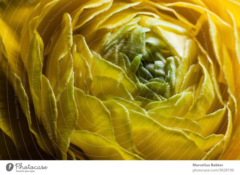 Blühende gelbe Ranunkulusblüte Ackerbau Blumen arrangieren Hintergrund schön Schönheit Überstrahlung Blüte botanica Blumenstrauß hell Blütenknospen Ranunkel