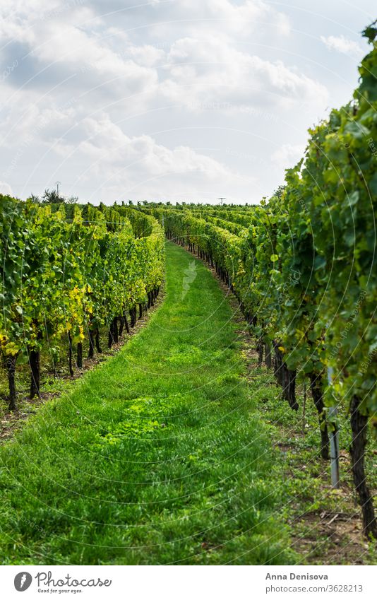 Weinberge bei Sonnenuntergang während der Erntezeit im Herbst Trauben Weingut Kalifornien Frankreich Elsass Hintergrund Ackerbau wachsend Landschaft Bauernhof