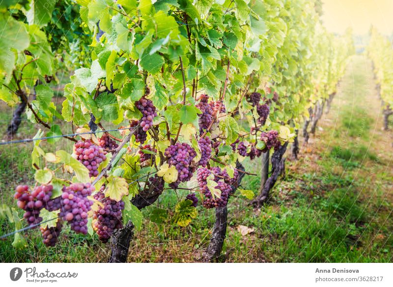 Reife Trauben im Herbst im Elsass, Frankreich Weinberg Ernte Weingut Kalifornien Hintergrund Ackerbau wachsend Landschaft Bauernhof frisch reif Weinbau ländlich